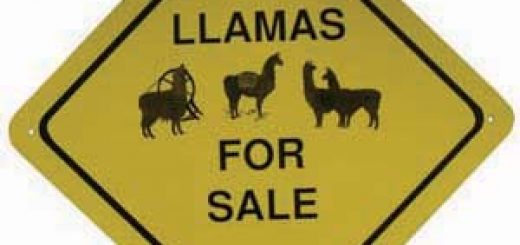 llamas for sale