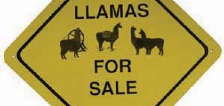 llamas for sale