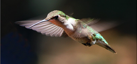 hummingbird