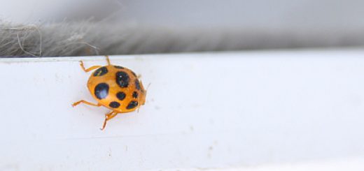 Asian Ladybug