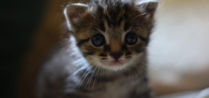 baby kitty