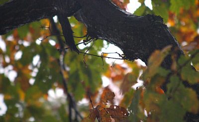 jasper in a tree