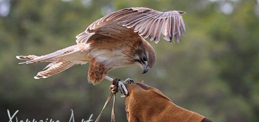 Bird show at Whiteman Park