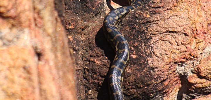 A carpet python at Canal Rocks