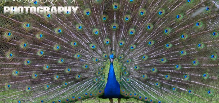 Peacock at Caversham