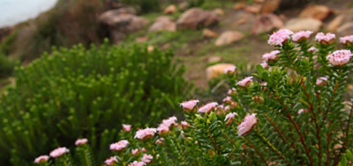 Castle Rock Wildflowers