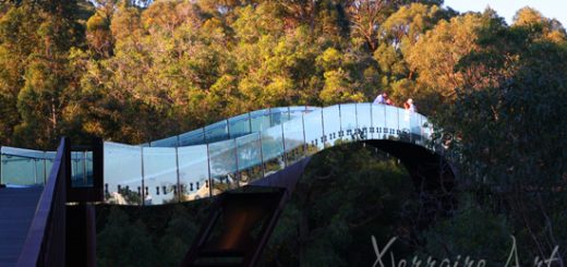 glass birdge at King's Park, Perth