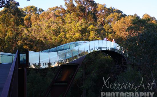 glass birdge at King's Park, Perth