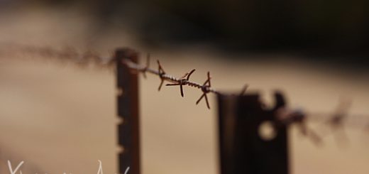 Rabbit proof fence