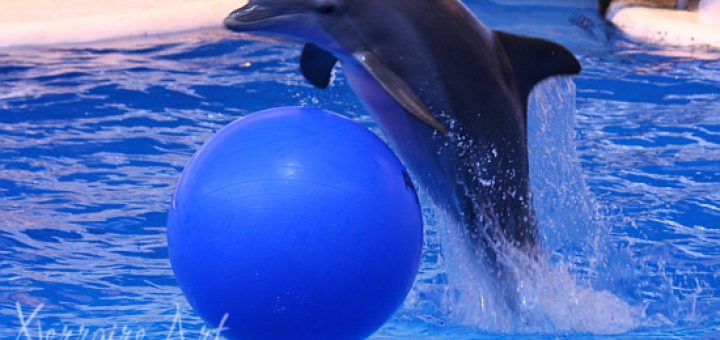 Dolphin at the Aquarium