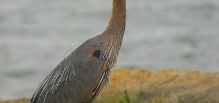 Great blue heron at Fort Smallwood Park