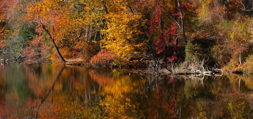 fall colors