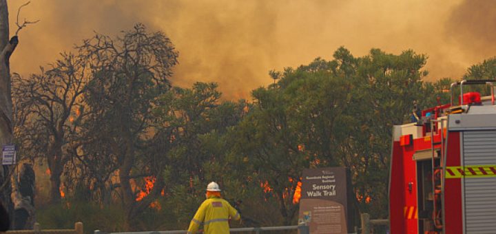 bush fire