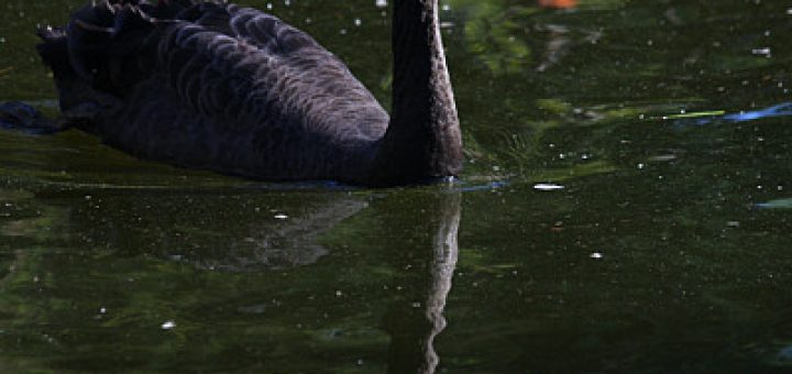 black swan at perth zoo