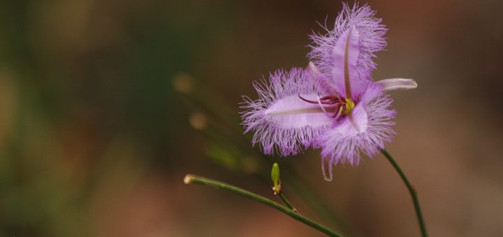 Bush Walk Koondoola