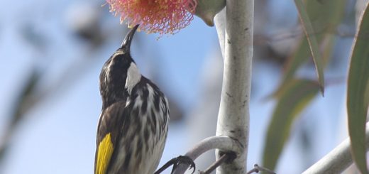 Honey Eater in the Silver Princess