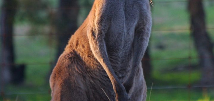 Whiteman Park Kangaroos