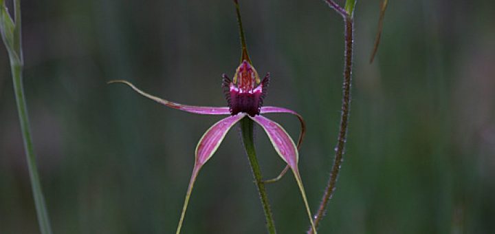 spider orchids in the bush