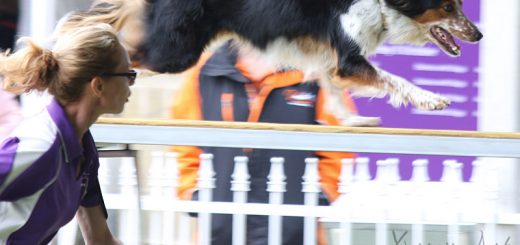 Dog Show at Perth Royal Show