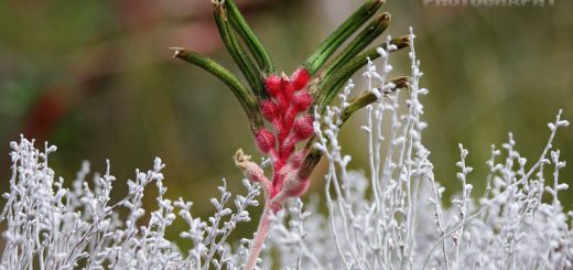 smoke bush and kangaroo paw at Koondoola Open Space