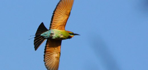 rainbow bee-eaters