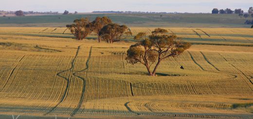 Driving Through The Wheatbelt