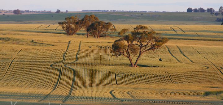 Driving Through The Wheatbelt