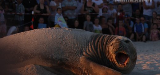 Elephant seal