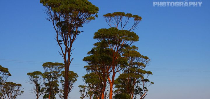 road trip with salmon gums