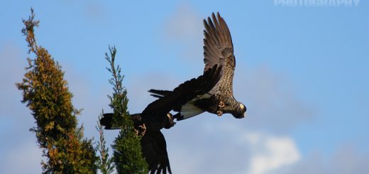 Black Cockatoo