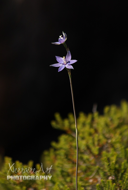 We also saw a few sun orchids.