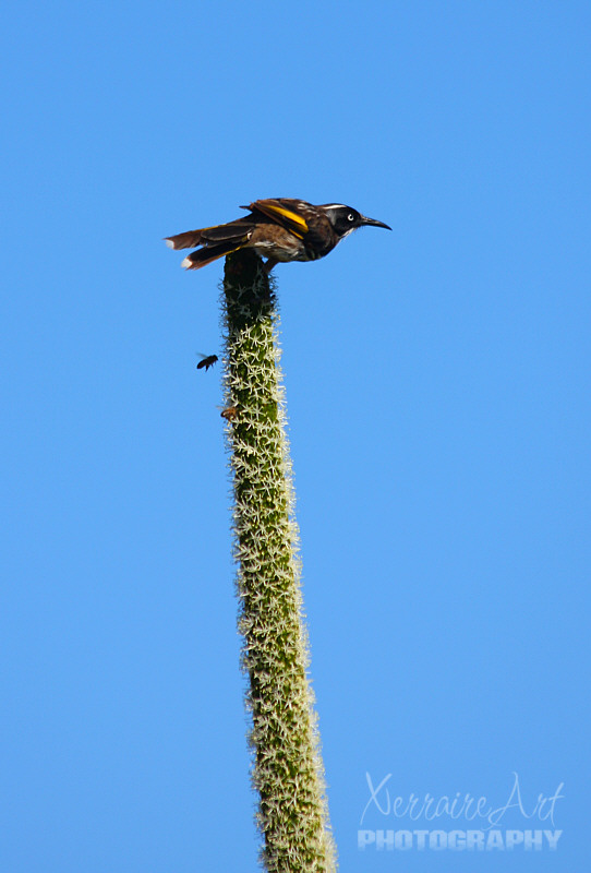 We lingered for as long as we could at the place of our wedding, but we had a long list of things to do. So, a look at this honeyeater on a Xanthorrhoea and it was soon time to go.