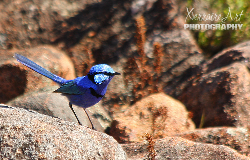 On our way down we met this little guy, a splendid blue fairy wren in his glorious spring colors.