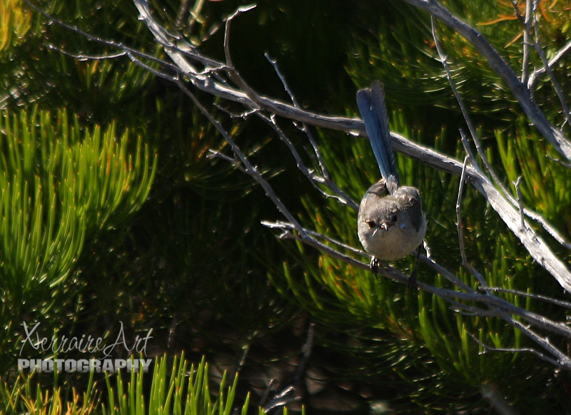 The female was close by.