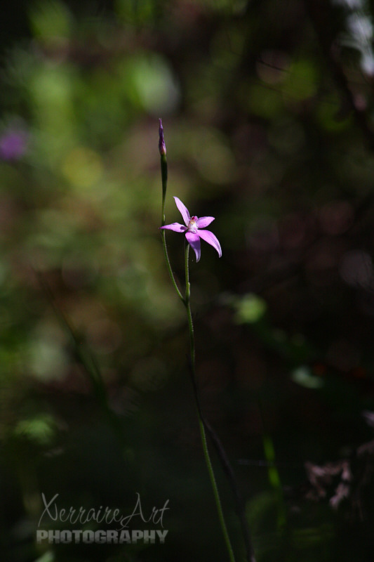 Truly the gem of the forest.