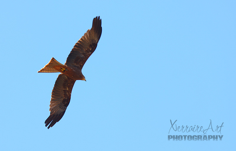 After meeting the owl, they brought out the black tailed kites.