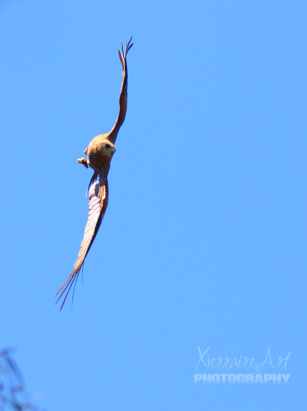 Loved seeing how they contort themselves as they swooped down to get the food on the ground.