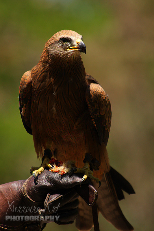 Fantastic creature up close.