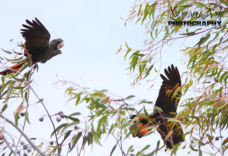 The species is usually found in eucalyptus woodlands, or along water courses. John told me they aren't usually found in this area, but they are slowly losing their habitat.