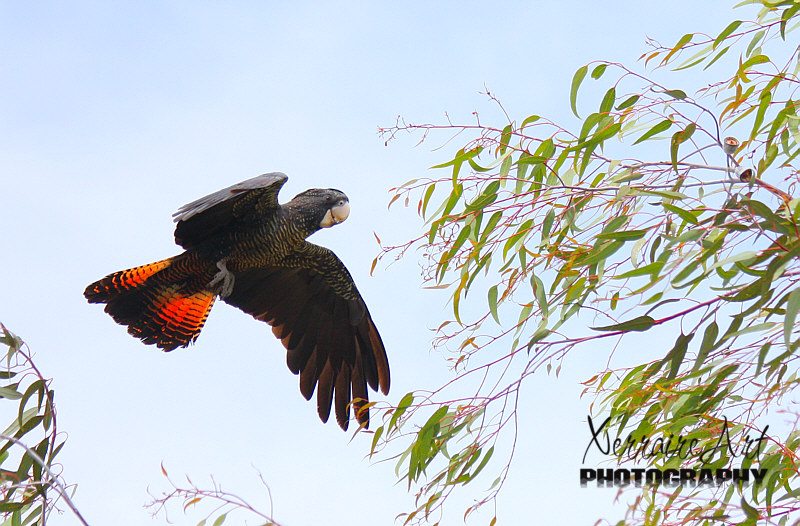 Adult males have a characteristic pair of bright red panels on the tail that gives the species its name.