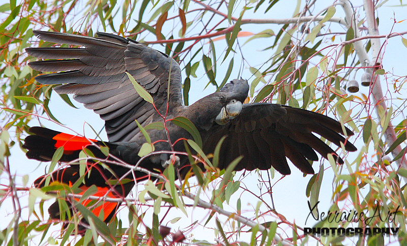 The male's plumage is all black with a prominent black crest made up of elongated feathers from the forehead and crown. The bill is dark grey. The tail is also black with two lateral bright red panels.