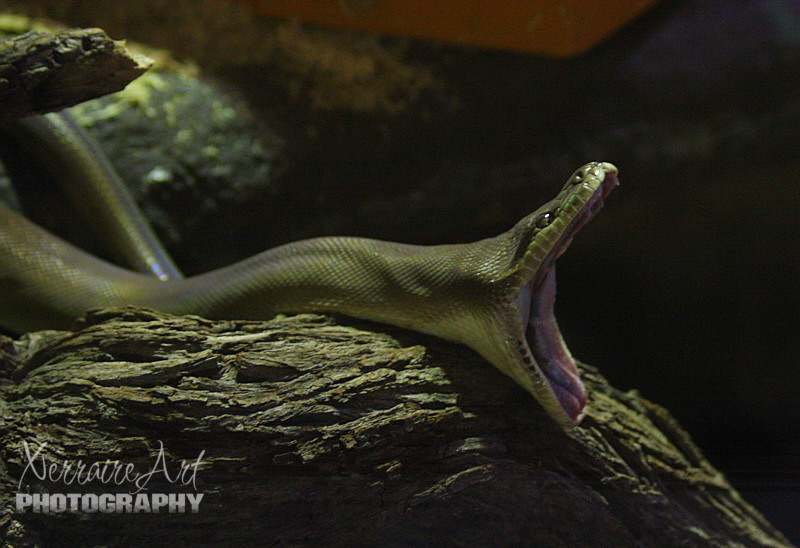 As soon as we arrived, John headed to the reptile house and we learned we had just missed feeding time. This Olive Python was just getting its jaws back in place after dinner.