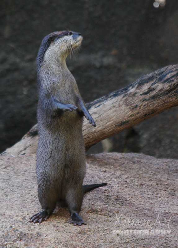 The Asian Small-clawed Otter is the smallest of the otters. Its short, sleek coat is dark brown. They have reduced webbing on their feet and hands which gives them greater touch and dexterity.