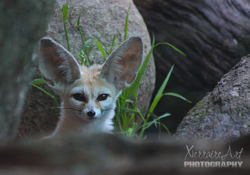 First time for me to ever see one of these. The Fennec Fox is the smallest species of canid in the world. The Fennec Fox might be small in stature, but their large ears help regulate their body temperature and provide excellent hearing to locate their prey.