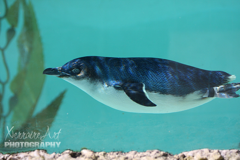 Little Penguins are the smallest of all penguins and the only species to live permanently in Australian waters. The Little Penguin has a streamlined body, small wings modified as flippers and a tail that acts as a rudder.