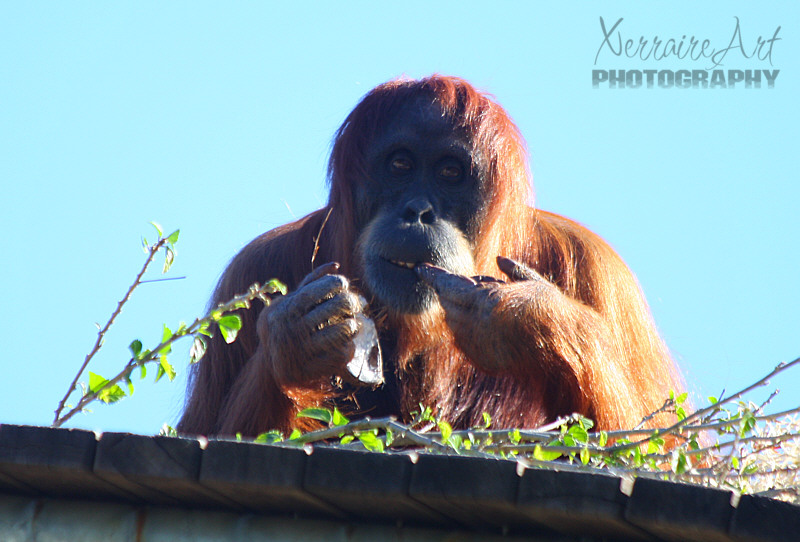 Sumatran Orangutan. Perth Zoo has bred 29 orangutans since 1970 as part of an Australasian breeding program.
