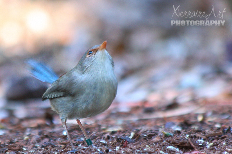 I was disappointed not to get a good photograph of the male Blue Fairy Wren but the female made an appearance.