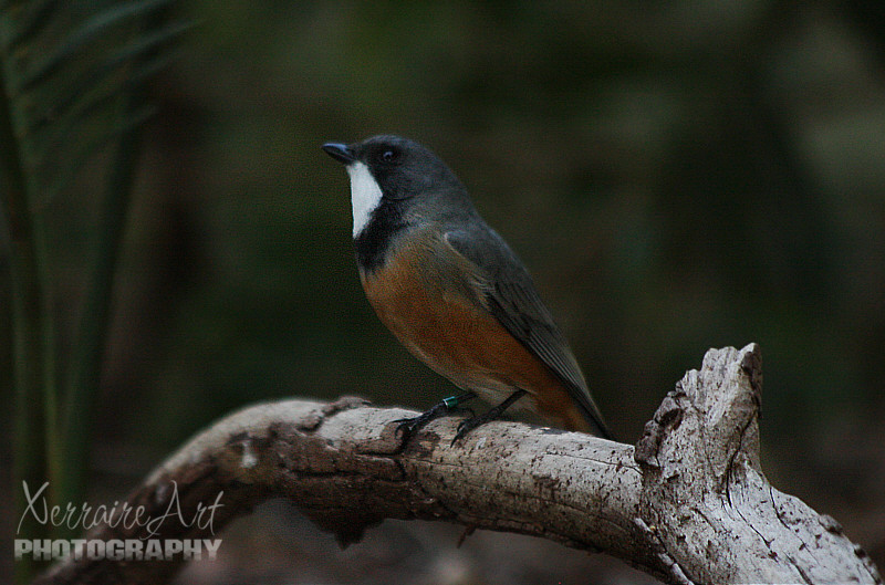 One I hadn't seen in times past was this Rufous Whistler