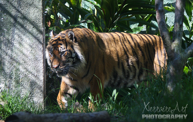 Sumatran Tiger. This one seemed agitated the day we went, some people had been knocking on the glass. At one point it came up to the glass and just showed all of its teeth. It was one of those I would have gotten a photo but I was paralyzed, moments.