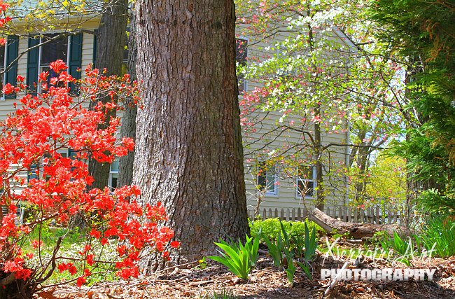 Walking around the yard and just loving Yaya's garden, I had to try and grab a photo of her azalea, and two dogwood trees together.